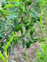 팜모닝 복숭아·병해충상담 게시글 이미지