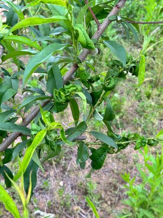 옥수수26905님의 복숭아 · 병해충상담 작성글 사진