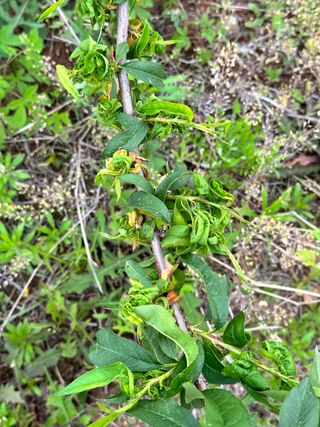 옥수수26905님의 복숭아 · 병해충상담 작성글 사진
