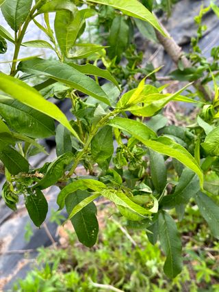 옥수수26905님의 복숭아 · 병해충상담 작성글 사진