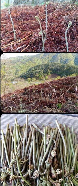 강미화님의 기타작물 · 자유게시판 작성글 사진