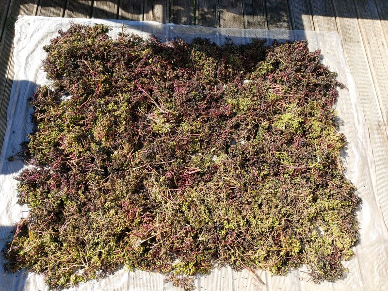 장터 상품 [산초기름 350ml] 썸네일