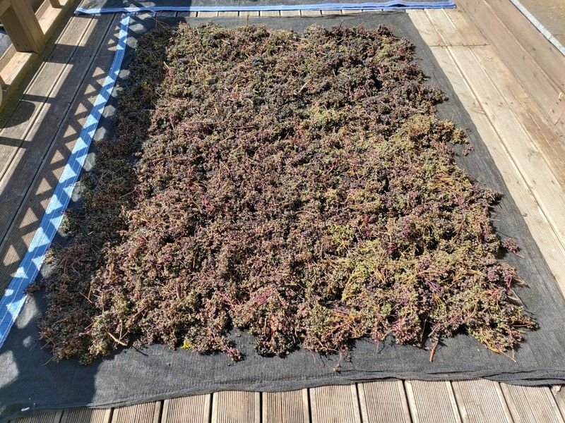 강미화님의 장터 판매 상품 [산초기름 350ml] 첨부 사진