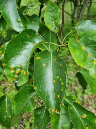 쌍둥이아빠 72님의 배 · 병해충상담 작성글 사진