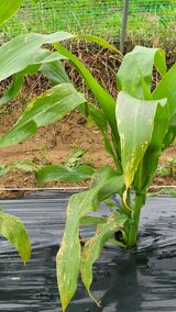 팜모닝 옥수수·병해충상담 게시글 이미지