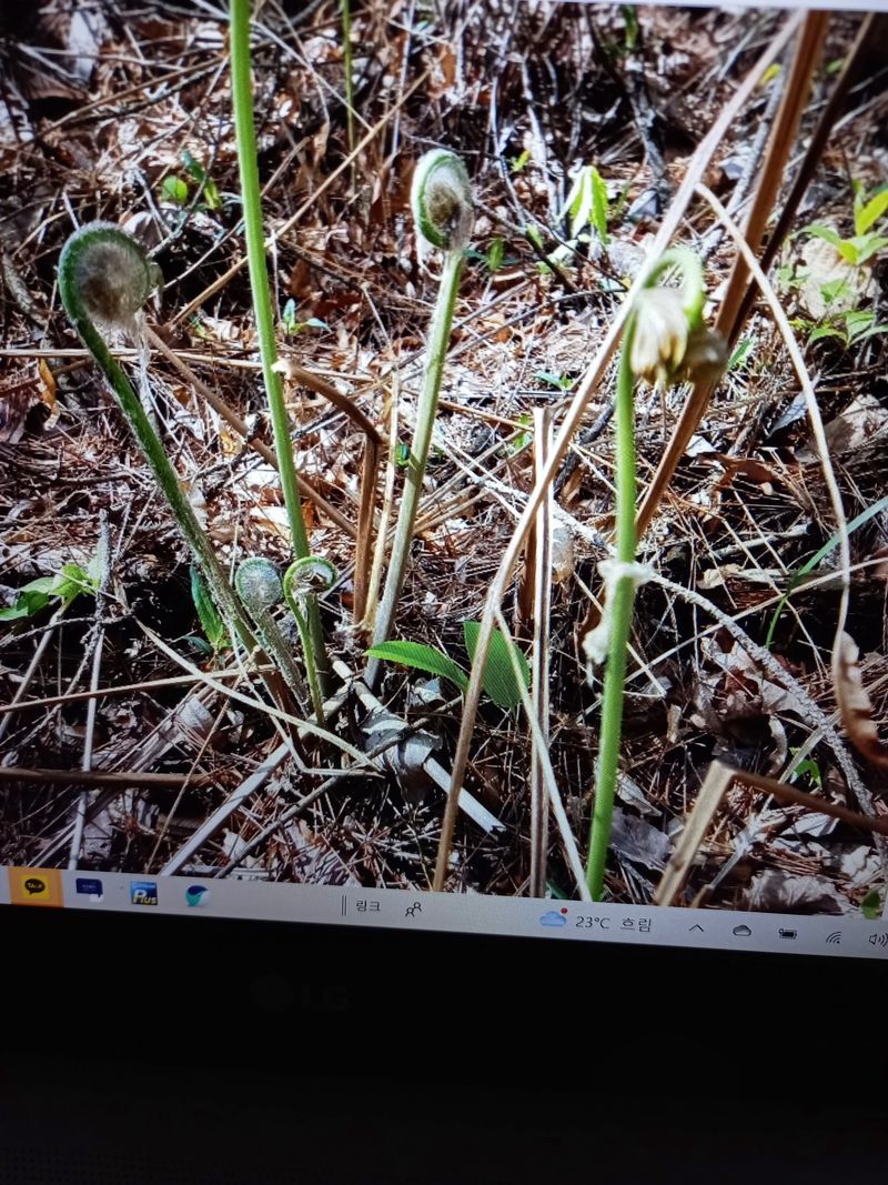 장터 상품 [고비] 썸네일