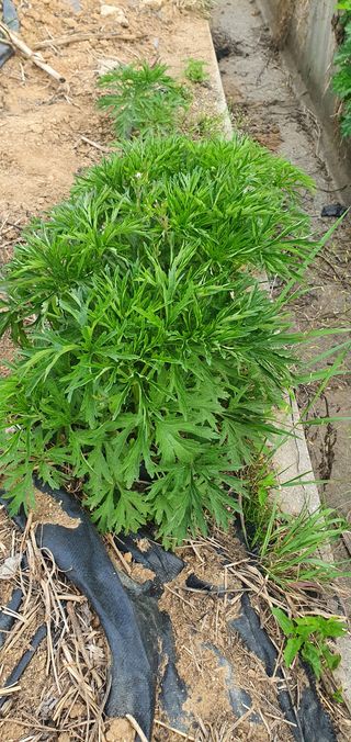 전광표님의 기타작물 · 자유게시판 작성글 사진