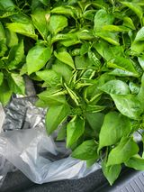 팜모닝 고추·병해충상담 게시글 이미지