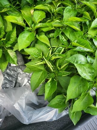 안종※님의 고추 · 병해충상담 작성글 사진