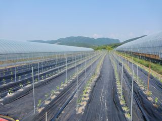 이주미님의 고추 · 일상 작성글 사진