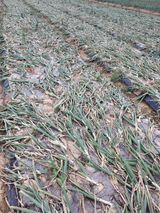 팜모닝 양파·자유게시판 게시글 이미지