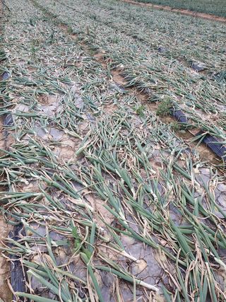 박석진님의 양파 · 자유게시판 작성글 사진