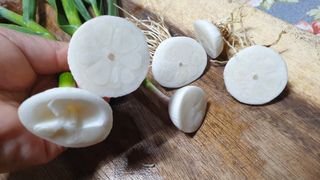 농부아내님의 마늘 · 일상 작성글 사진