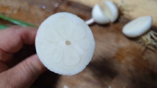 농부아내님의 마늘 · 일상 작성글 사진