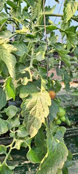 팜모닝 토마토·병해충상담 게시글 이미지