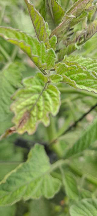 최태숙님의 토마토 · 병해충상담 작성글 사진