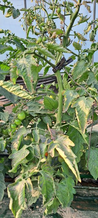 최태숙님의 토마토 · 병해충상담 작성글 사진