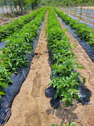 김금자님의 자유주제 · 자유게시판 작성글 사진