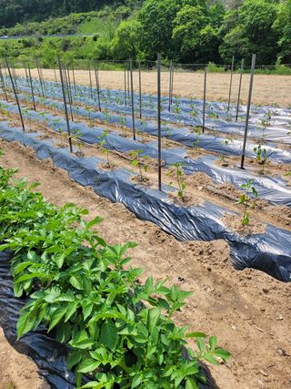 김금자님의 자유주제 · 자유게시판 작성글 사진