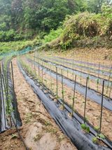 팜모닝 고추·파종•정식 게시글 이미지