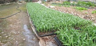 전봉우(채미농원)님의 옥수수 · 자유게시판 작성글 사진