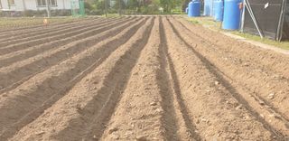 전봉우(채미농원)님의 옥수수 · 자유게시판 작성글 사진