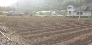 전봉우(채미농원)님의 옥수수 · 자유게시판 작성글 사진