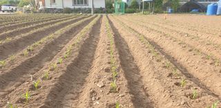 전봉우(채미농원)님의 옥수수 · 자유게시판 작성글 사진