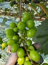 팜모닝 포도·병해충상담 게시글 이미지