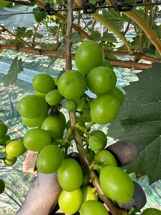 마늘21864님의 포도 · 병해충상담 작성글 사진