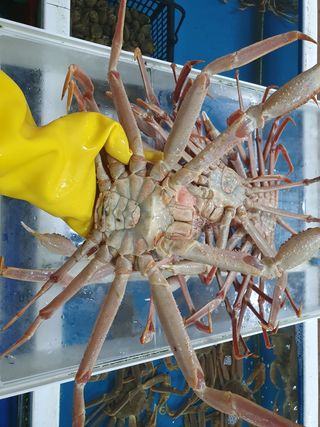 노가네수산님의 우리동네 · 동네정보 작성글 사진