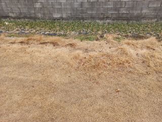 Linda님의 기타작물 · 병해충상담 작성글 사진