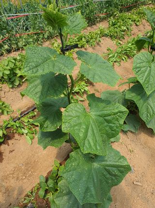 민평규 님의 오이 · 병해충상담 작성글 사진