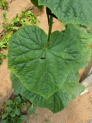 민평규 님의 오이 · 병해충상담 작성글 사진