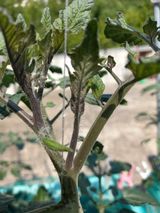 팜모닝 토마토·생장기 농작업 게시글 이미지