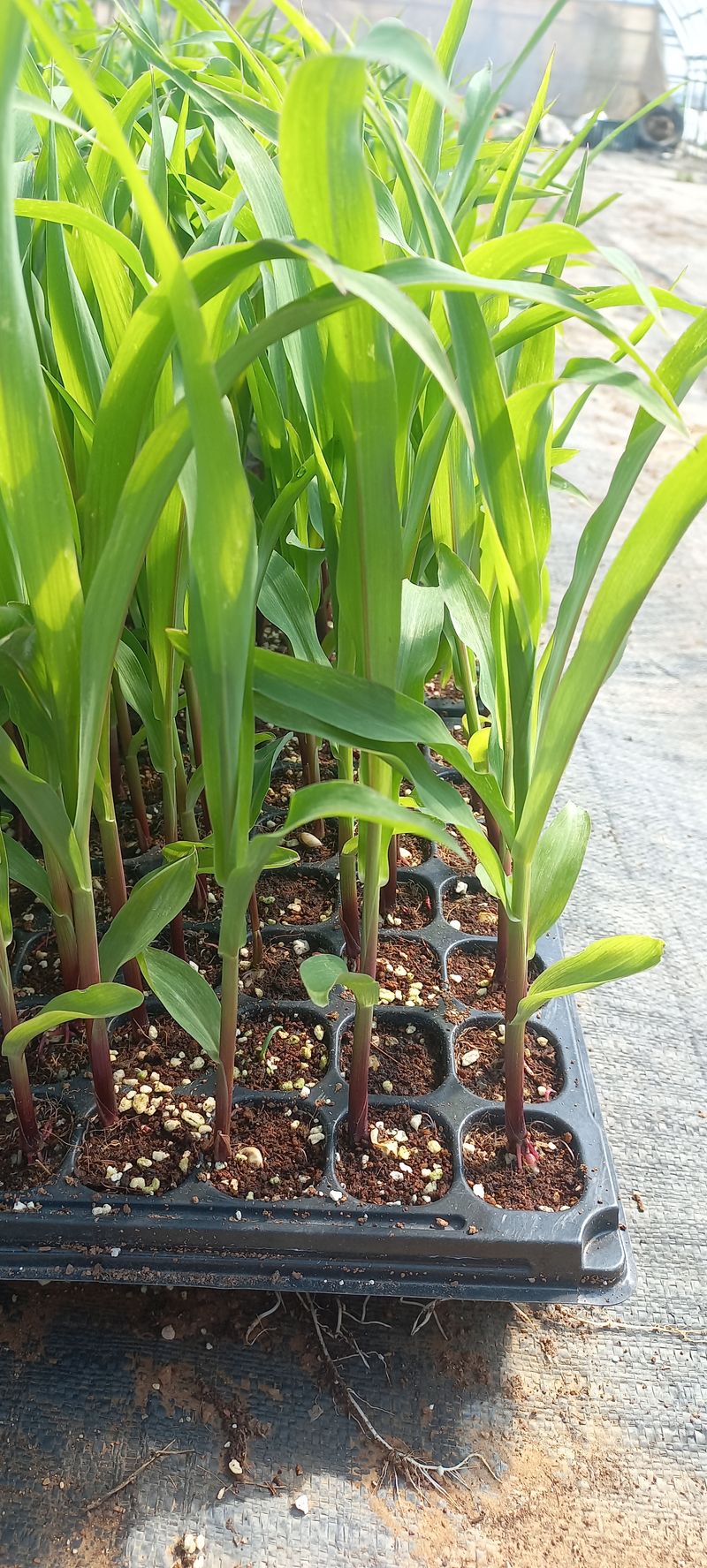 장터 상품 [마감ㅡㅡㅡ찰옥수수모종10개천원] 썸네일