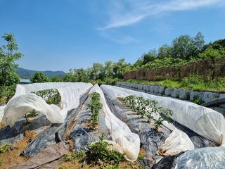 고추일등품종칼라병에님의 자유주제 · 자유게시판 작성글 사진