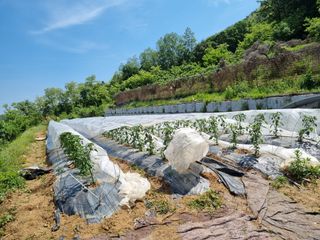 고추일등품종칼라병에님의 자유주제 · 자유게시판 작성글 사진
