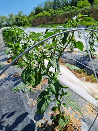 고추일등품종칼라병에님의 자유주제 · 자유게시판 작성글 사진