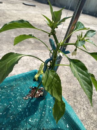 김재철님의 고추 · 지주설치•유인•성장 작성글 사진