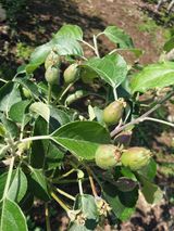 팜모닝 사과·자연재해•동물피해 게시글 이미지