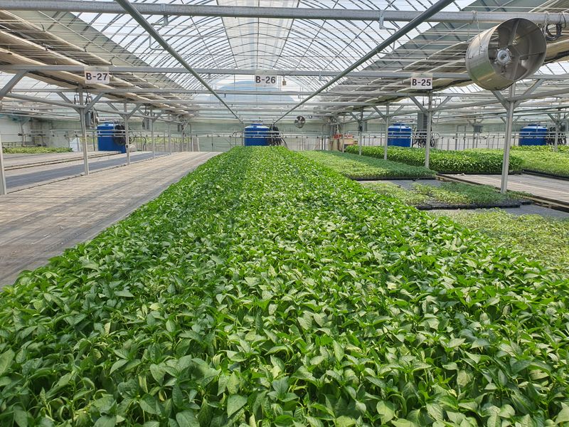 이우석님의 장터 판매 상품 [고추모종 5,000주] 첨부 사진