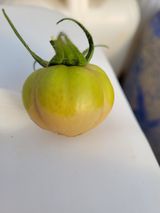 팜모닝 기타작물·병해충상담 게시글 이미지