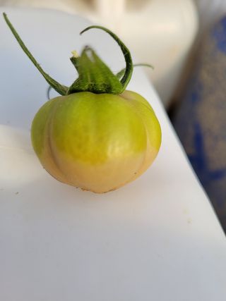 손화익님의 기타작물 · 병해충상담 작성글 사진