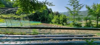 달방구님의 들깨 · 자유게시판 작성글 사진