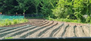 달방구님의 들깨 · 자유게시판 작성글 사진