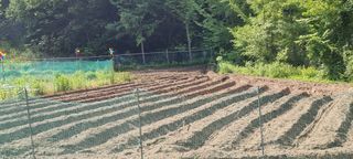 달방구님의 들깨 · 자유게시판 작성글 사진