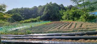 달방구님의 들깨 · 자유게시판 작성글 사진