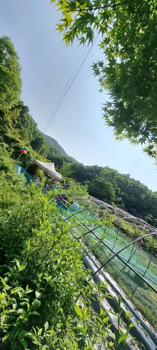 달방구님의 들깨 · 자유게시판 작성글 사진