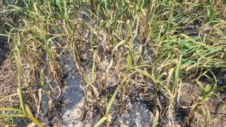 무룡농장님의 마늘 · 병해충상담 작성글 사진